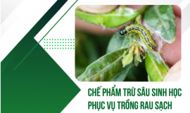 SERIES CÔNG TRÌNH KHOA HỌC TIÊU BIỂU: CHẾ PHẨM TRỪ SÂU SINH HỌC PHỤC VỤ TRỒNG RAU SẠCH